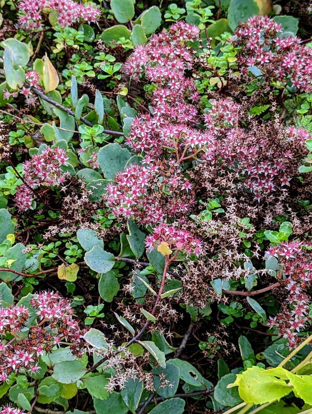 Sedum tsugaruense habit