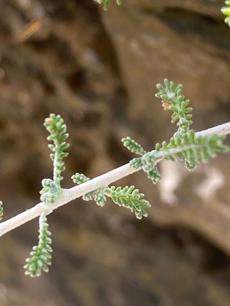 Santolina villosa — search result for 'Santolina'