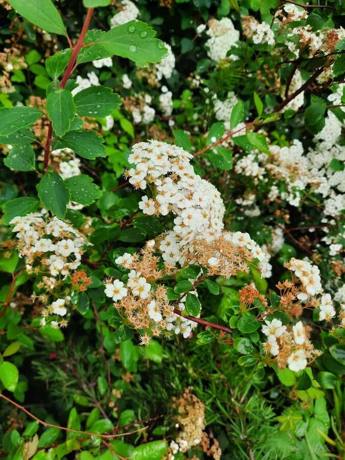 Spiraea trilobata flower
