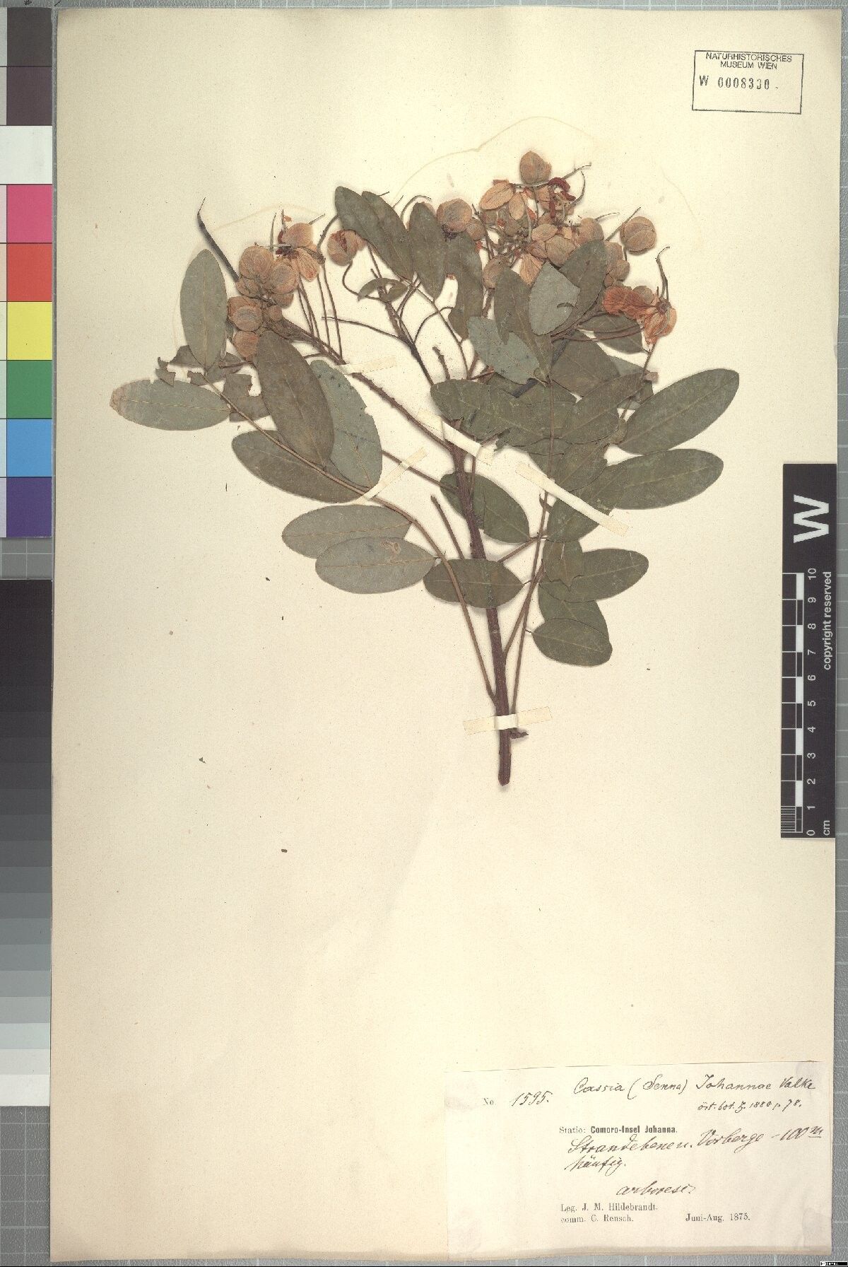 Cassia johannae — search result for 'Cassia'