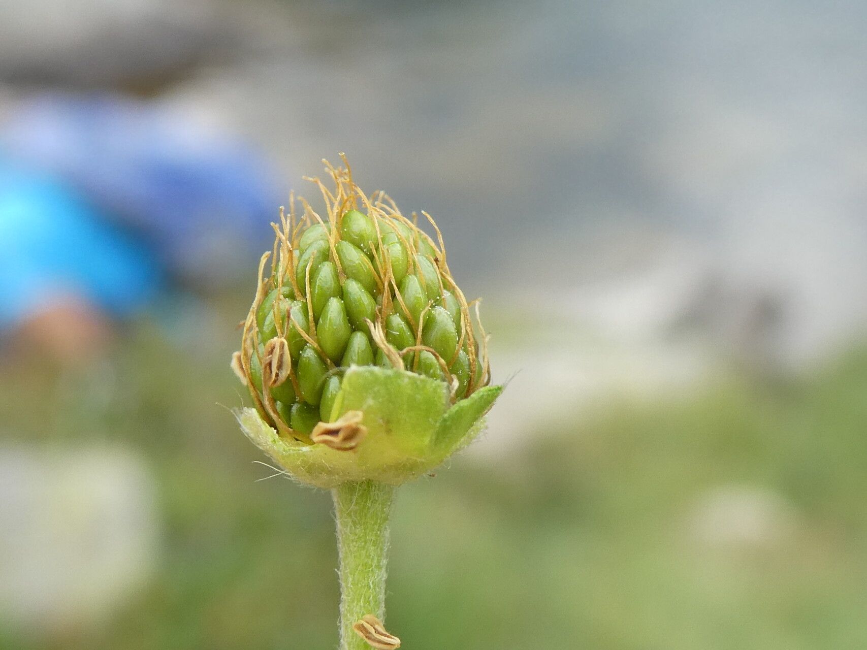 Potentilla pyrenaica fruit