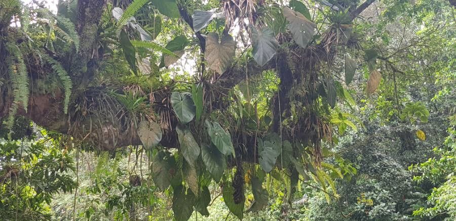 Philodendron giganteum flower