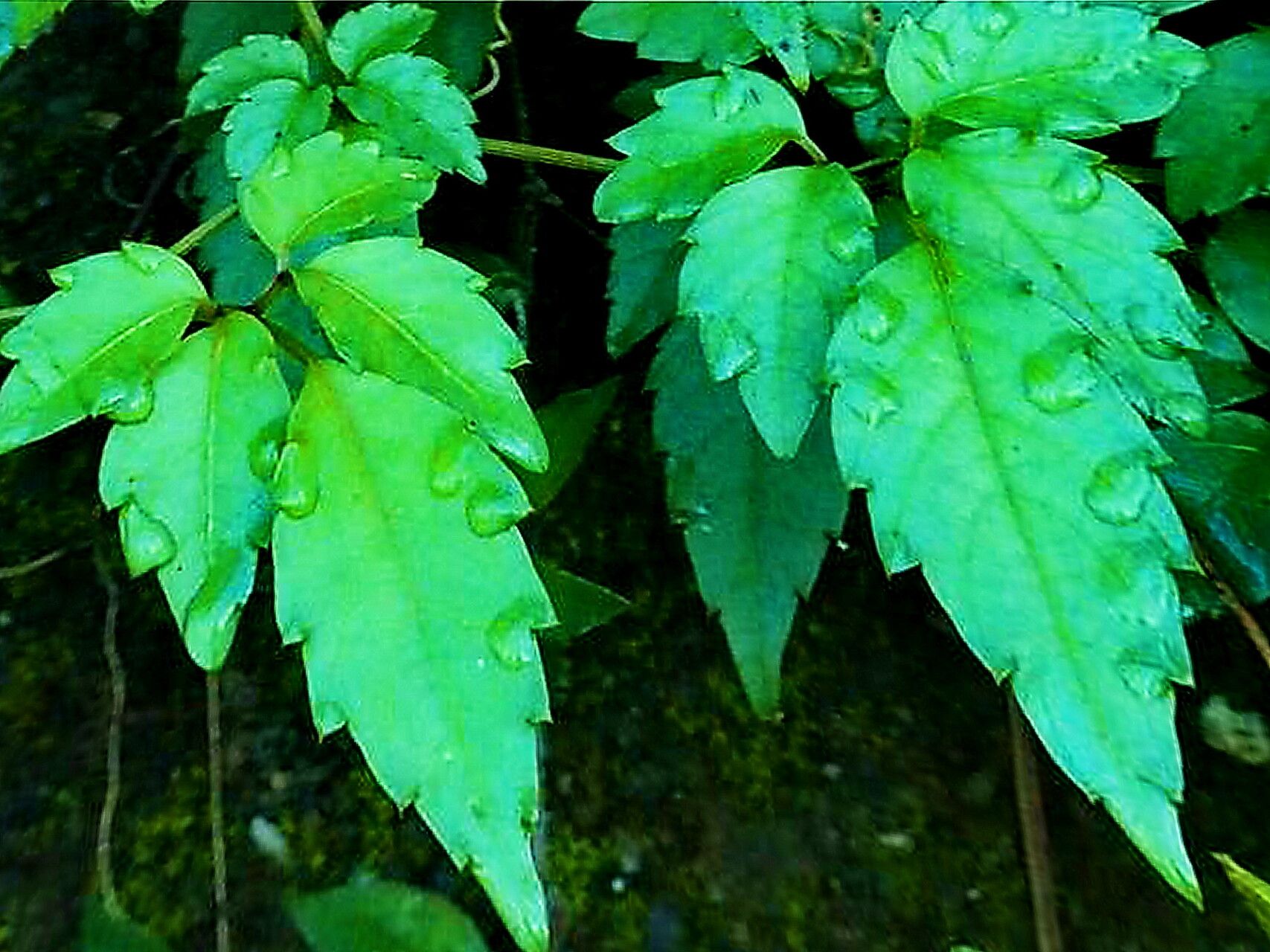 Causonis corniculata — related species from the same genus