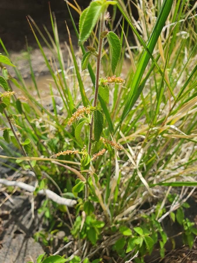 Acalypha crenata flower