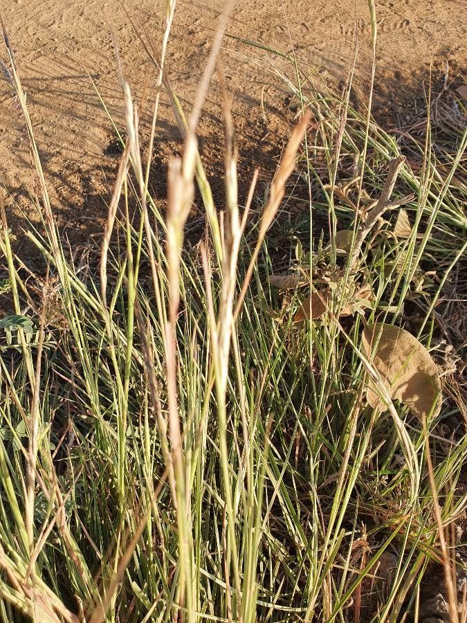 Heteropogon contortus flower