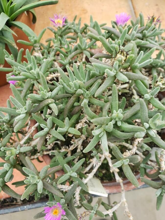 Delosperma sawdahense leaf