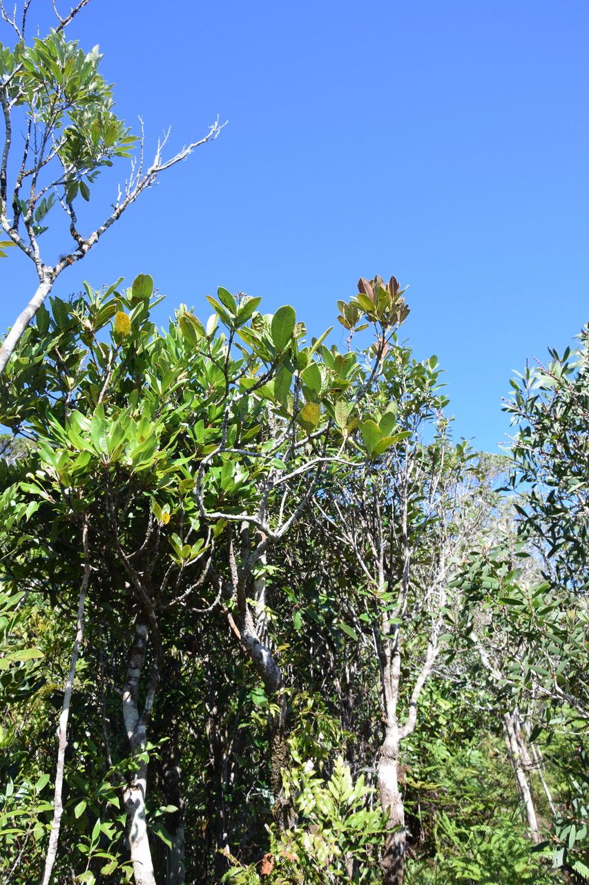 Ixora lecardii habit