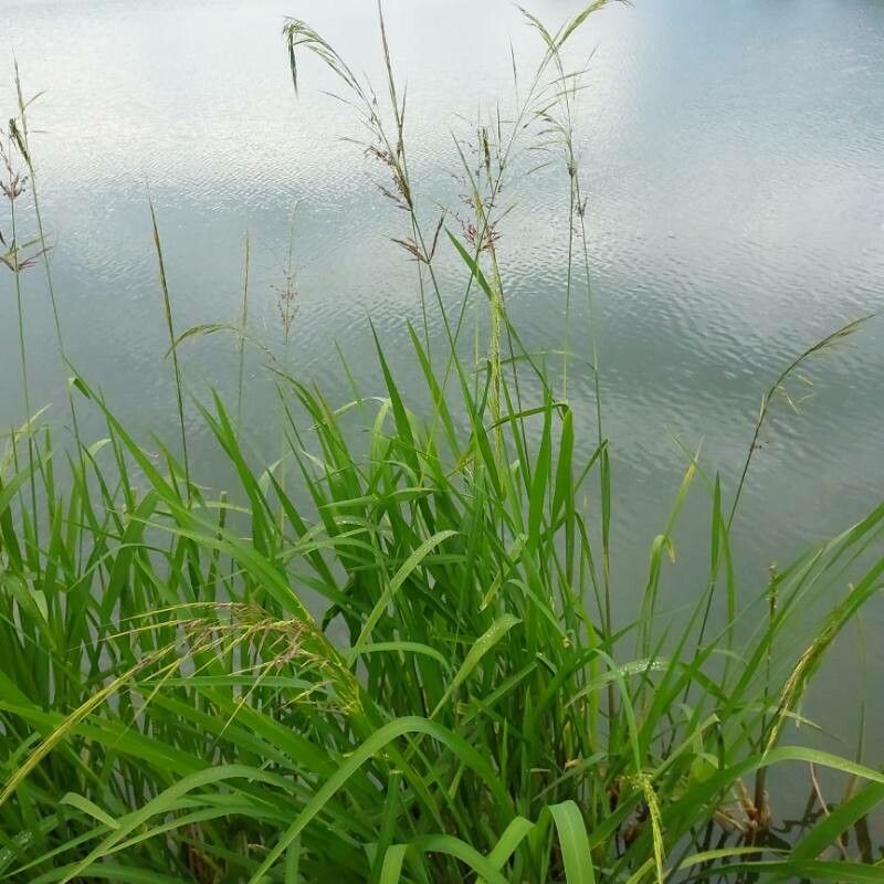 Zizania latifolia leaf