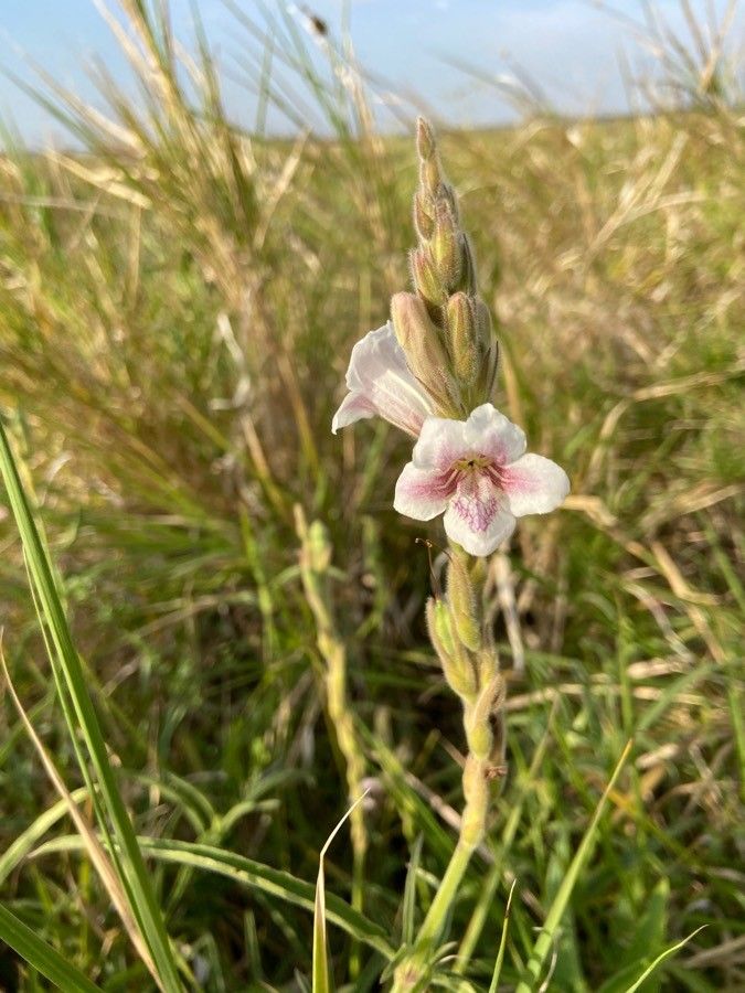 Asystasia charmian flower