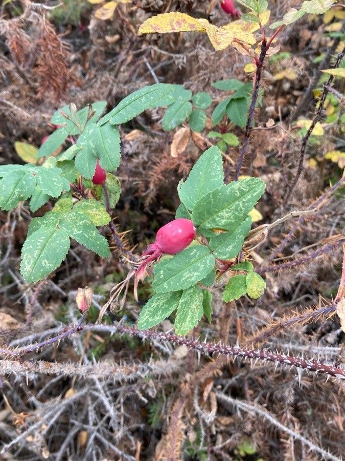 Rosa acicularis fruit