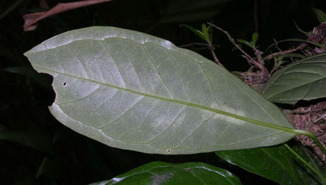 Anthurium llanense — houseplant care guide