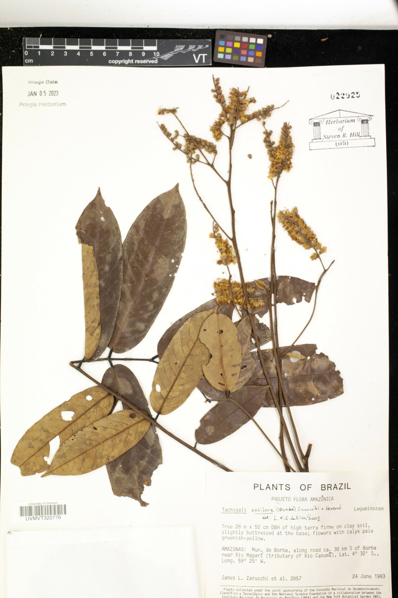 Tachigali setifera — houseplant care guide