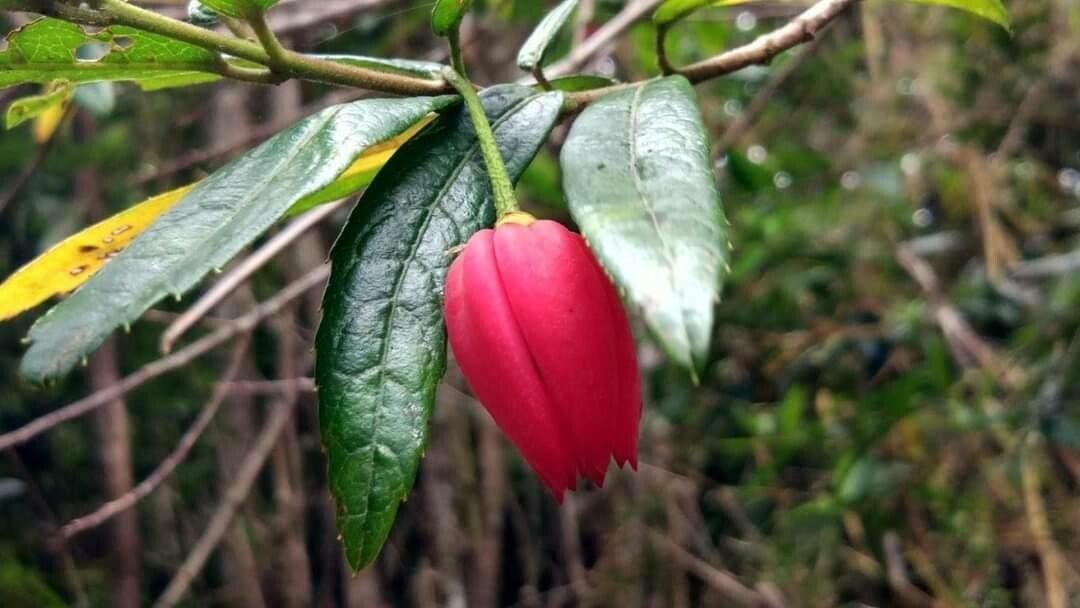 Crinodendron hookerianum flower