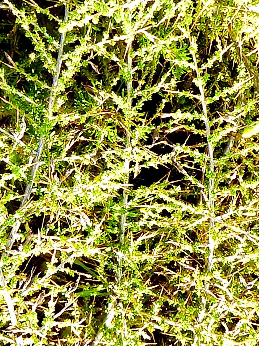 Aspalathus acuminata — related species from the same genus