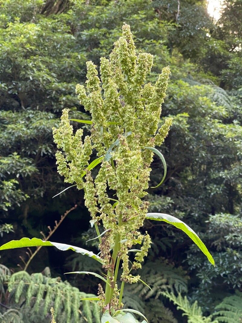 Rumex azoricus fruit