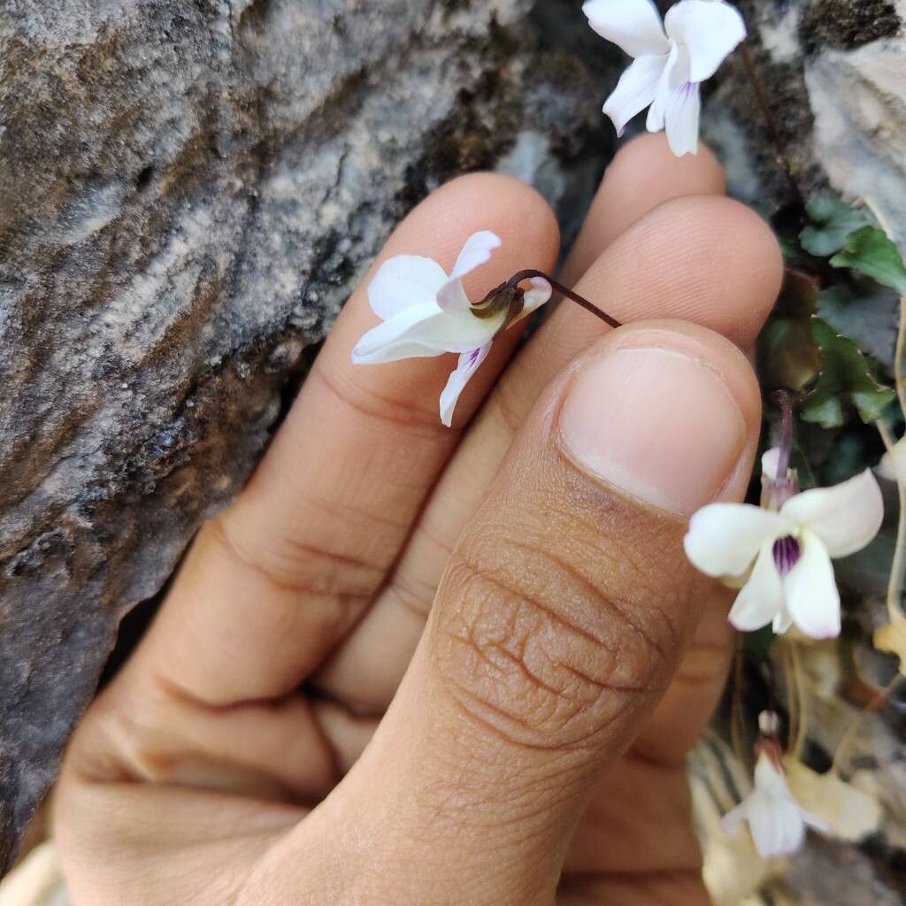 Viola pilosa — houseplant care guide