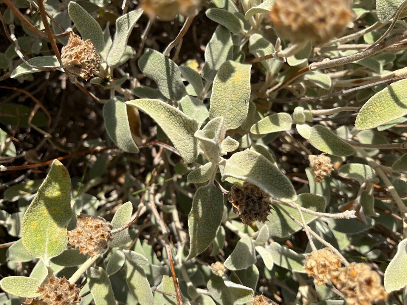 Phlomis cretica — search result for 'Phlomis'