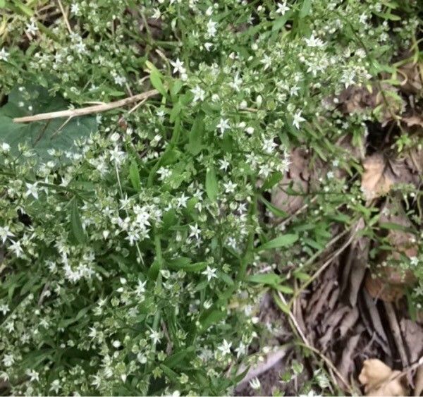 Galium fleurotii — houseplant care guide
