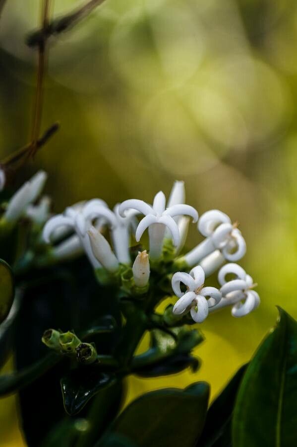 Gaertnera psychotrioides flower