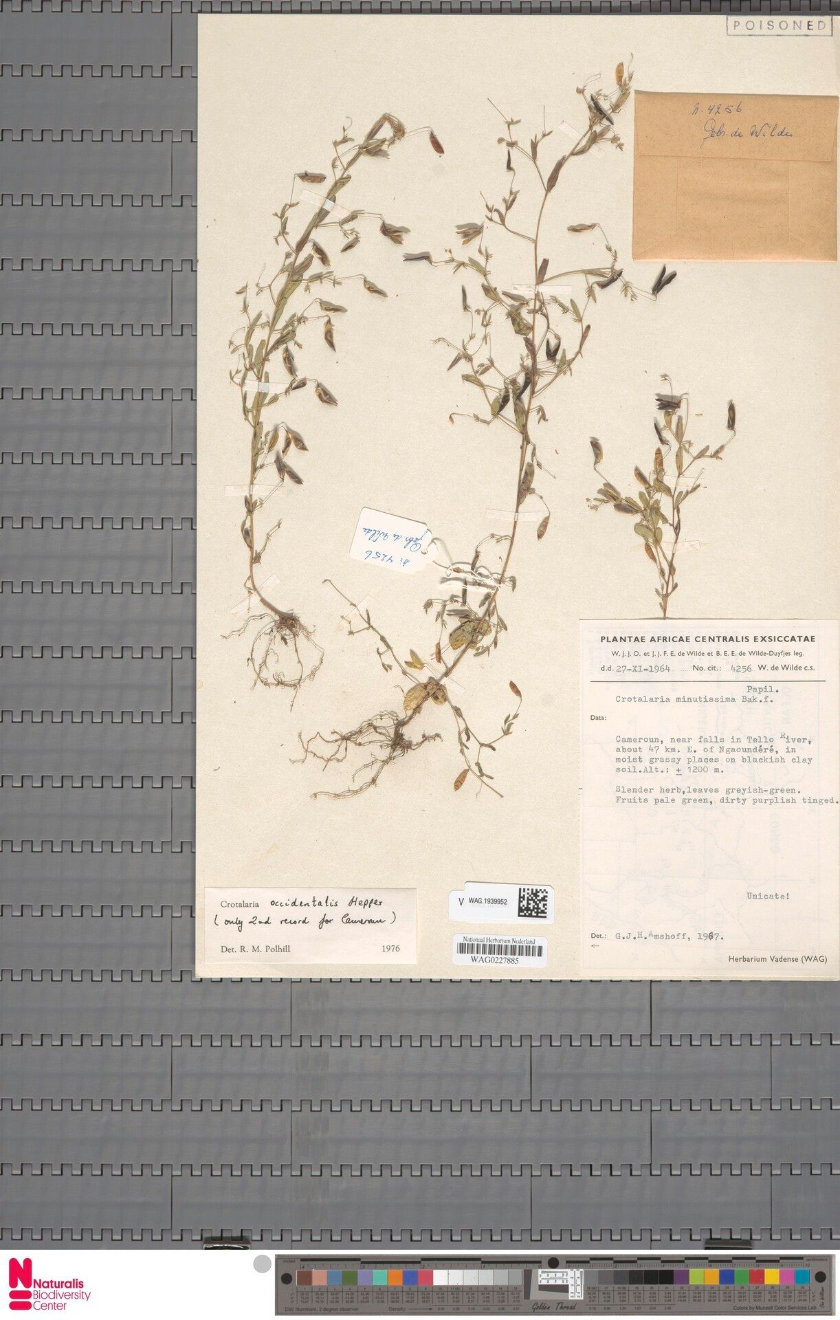 Crotalaria occidentalis — houseplant care guide