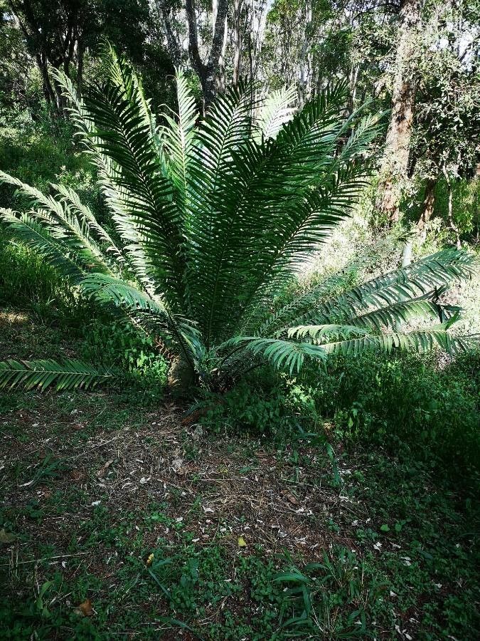 Cycas thouarsii leaf