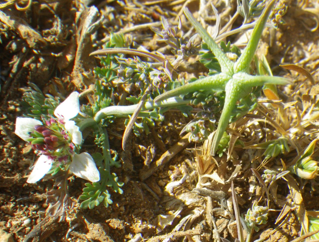 Nigella fumariifolia fruit