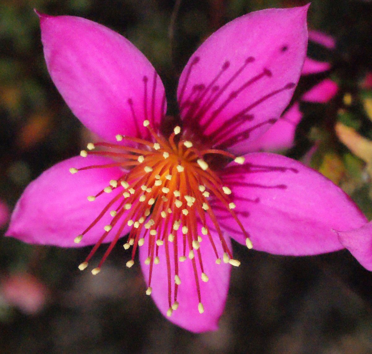 Calytrix oldfieldii flower