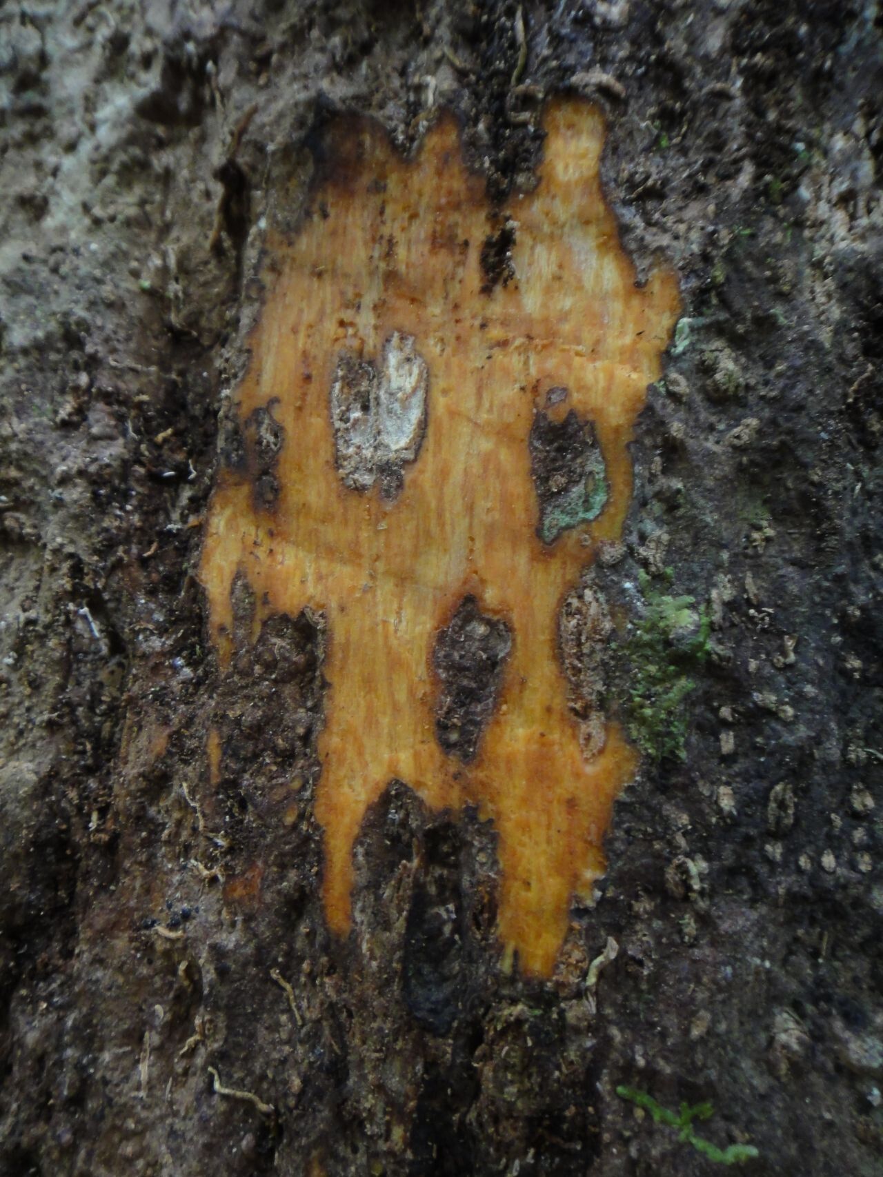 Guettarda baladensis bark
