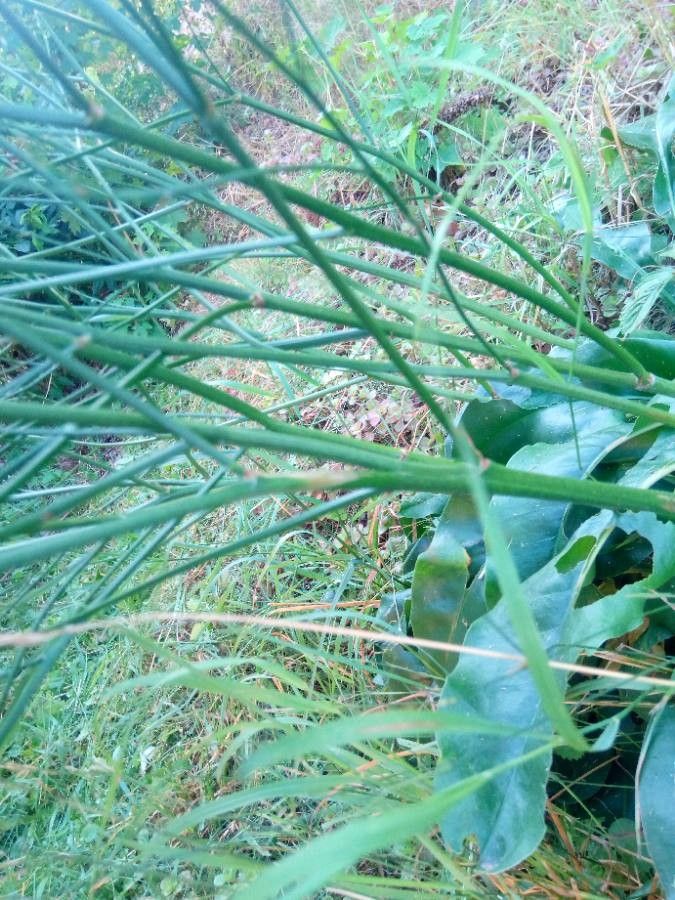 Limonium humile bark