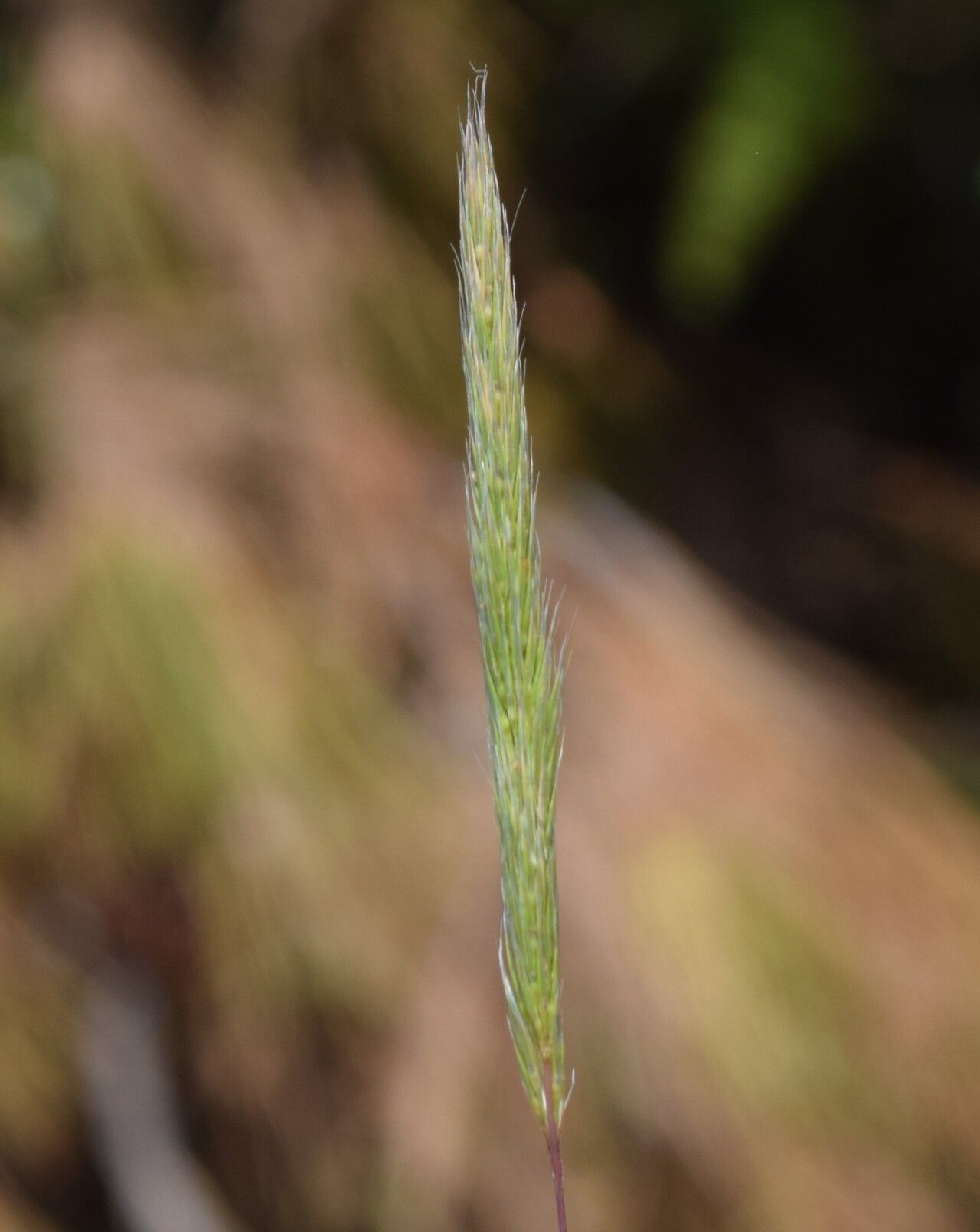 Gastridium phleoides — related species from the same genus