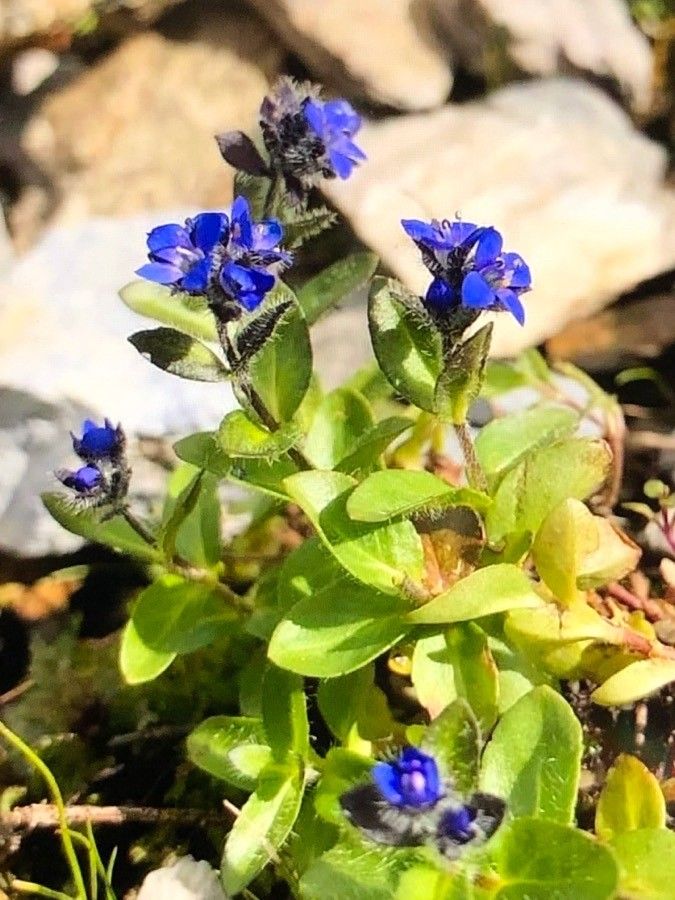 Veronica alpina flower