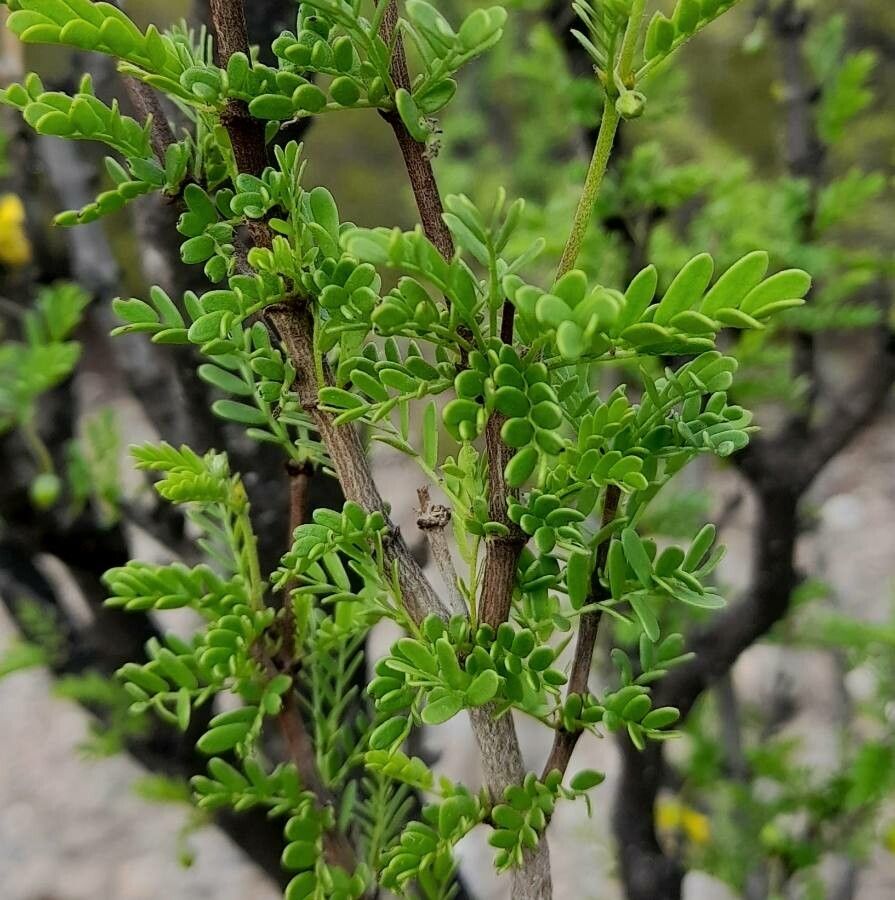 Bulnesia schickendantzii — houseplant care guide