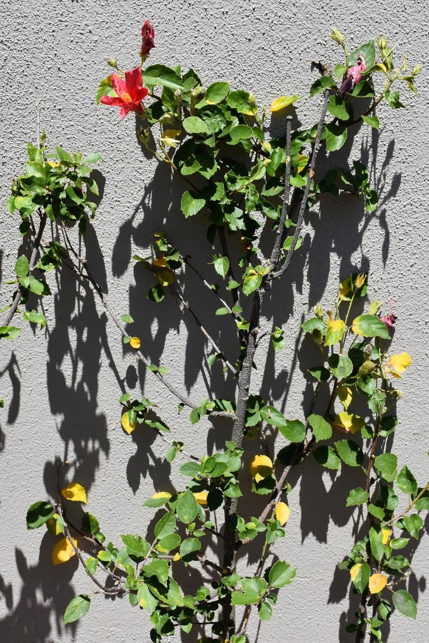 Hibiscus fragilis habit