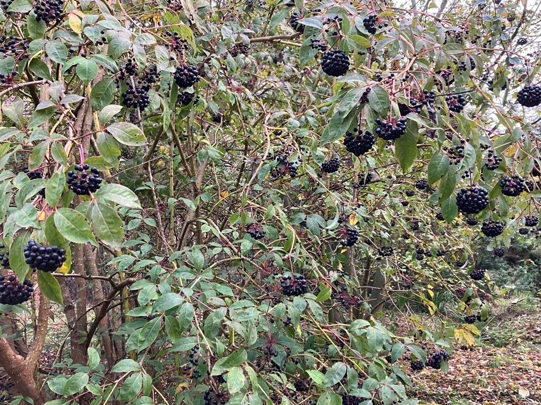 Eleutherococcus spinosus — houseplant care guide