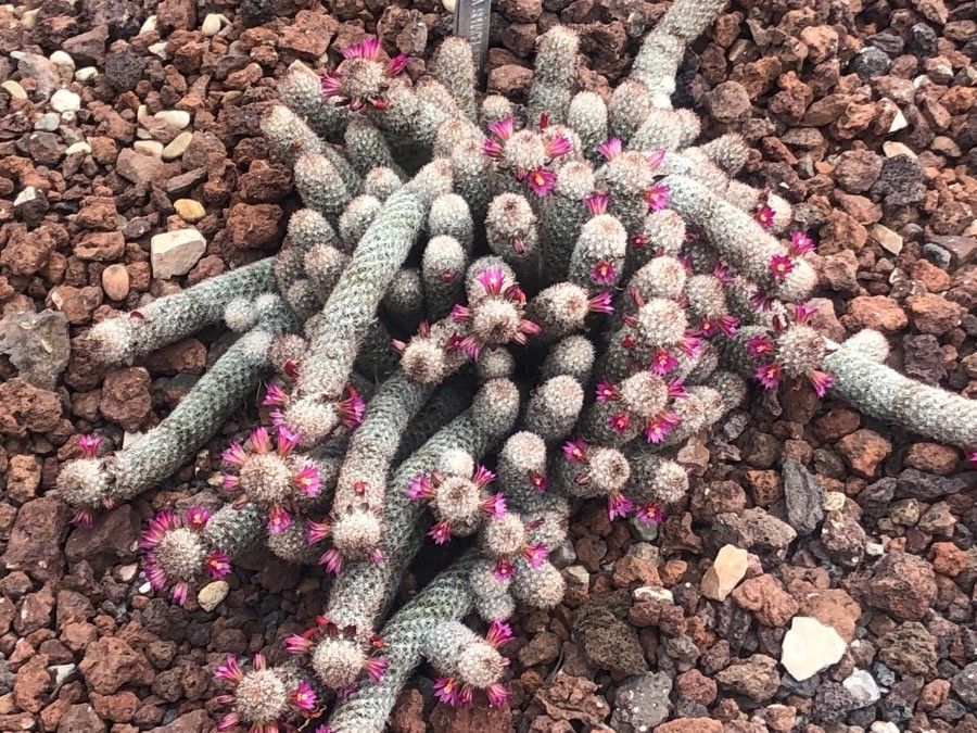 Mammillaria sphacelata leaf
