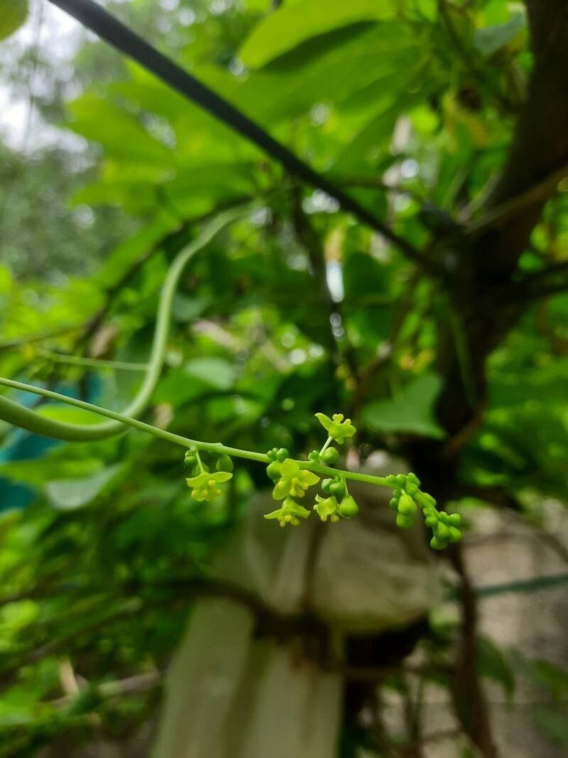 Tinospora cordifolia flower