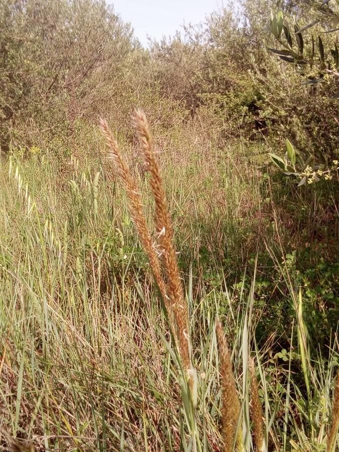 Sorghastrum nutans flower