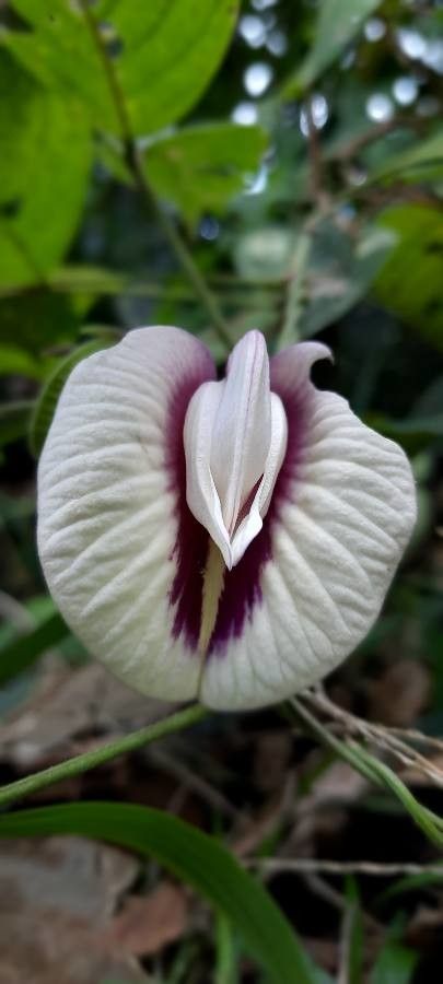 Centrosema plumieri flower