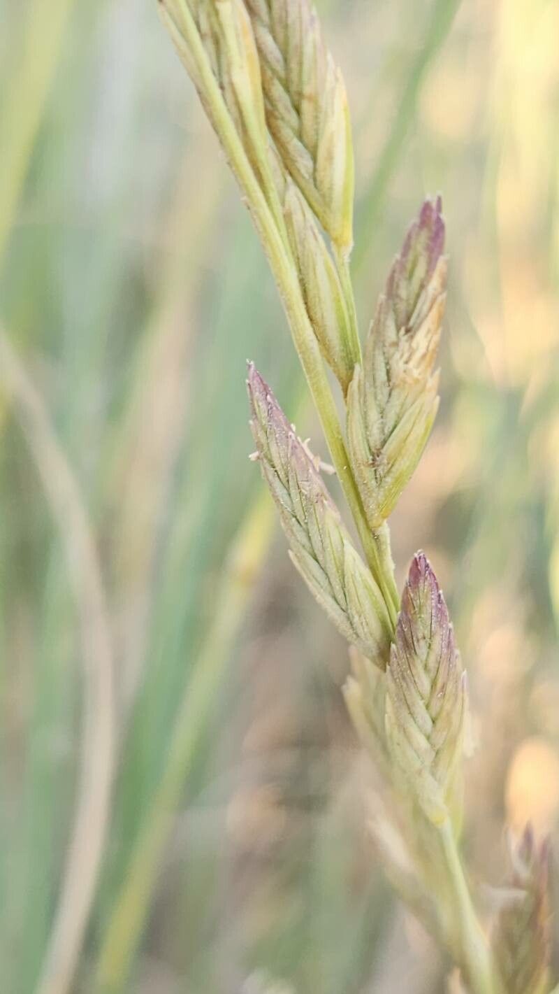 Thinopyrum gentryi flower