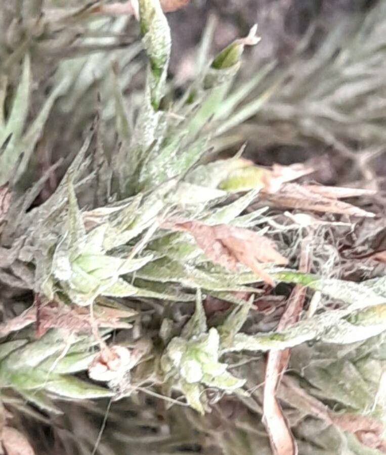 Tillandsia tricholepis flower