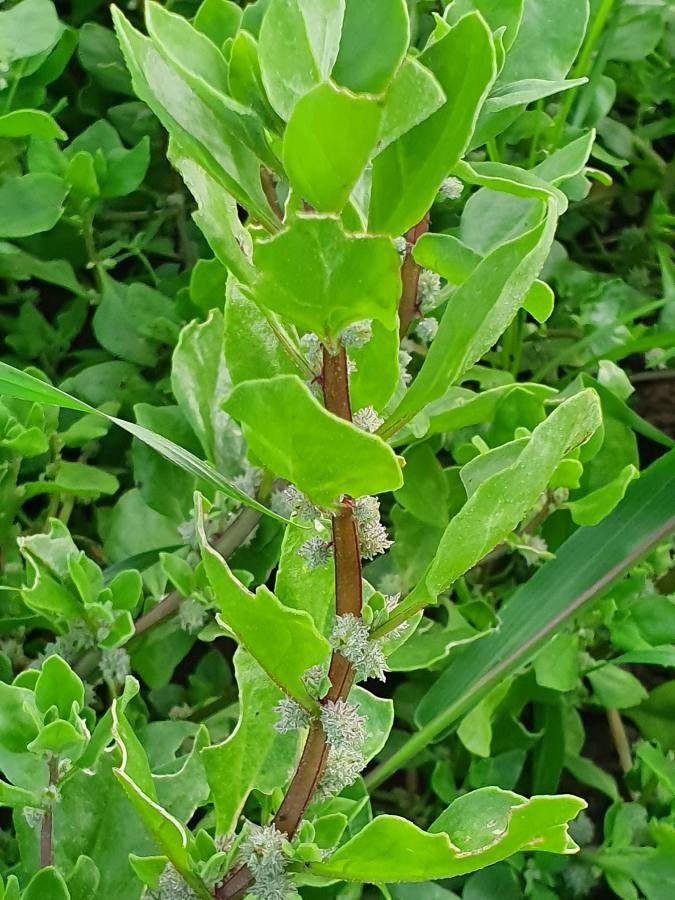 Tetragonia acanthocarpa habit