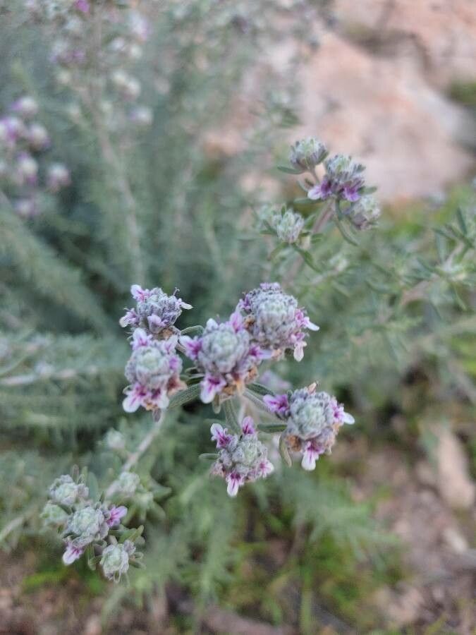 Teucrium capitatum flower