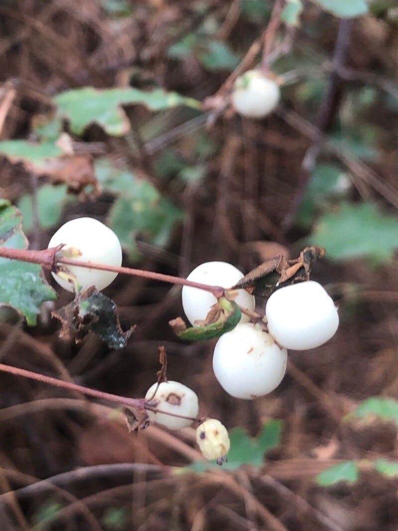 Symphoricarpos oreophilus fruit