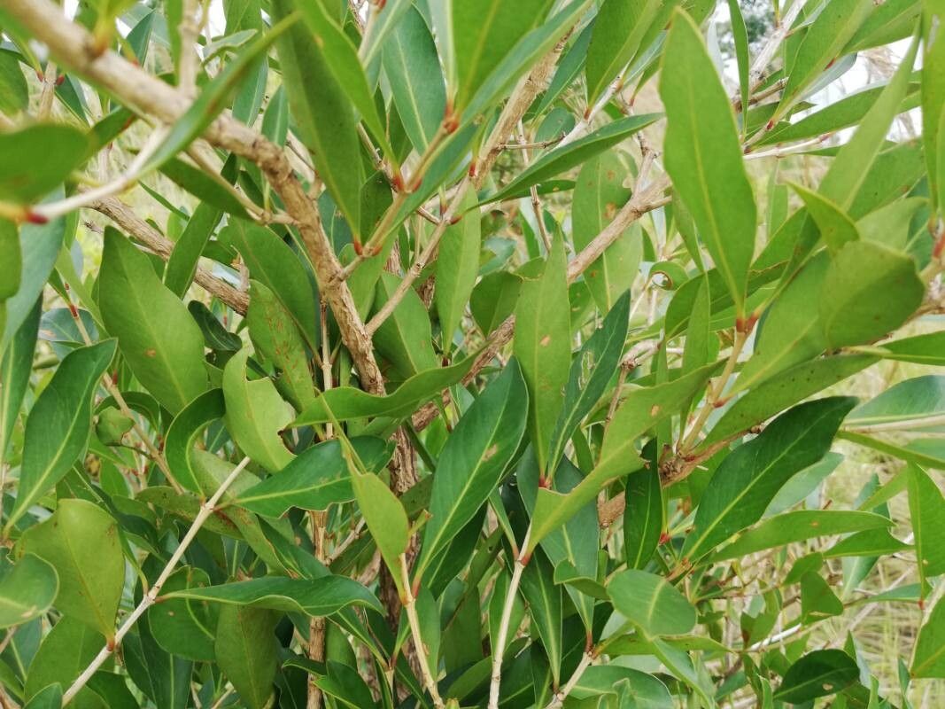 Strychnos cocculoides leaf