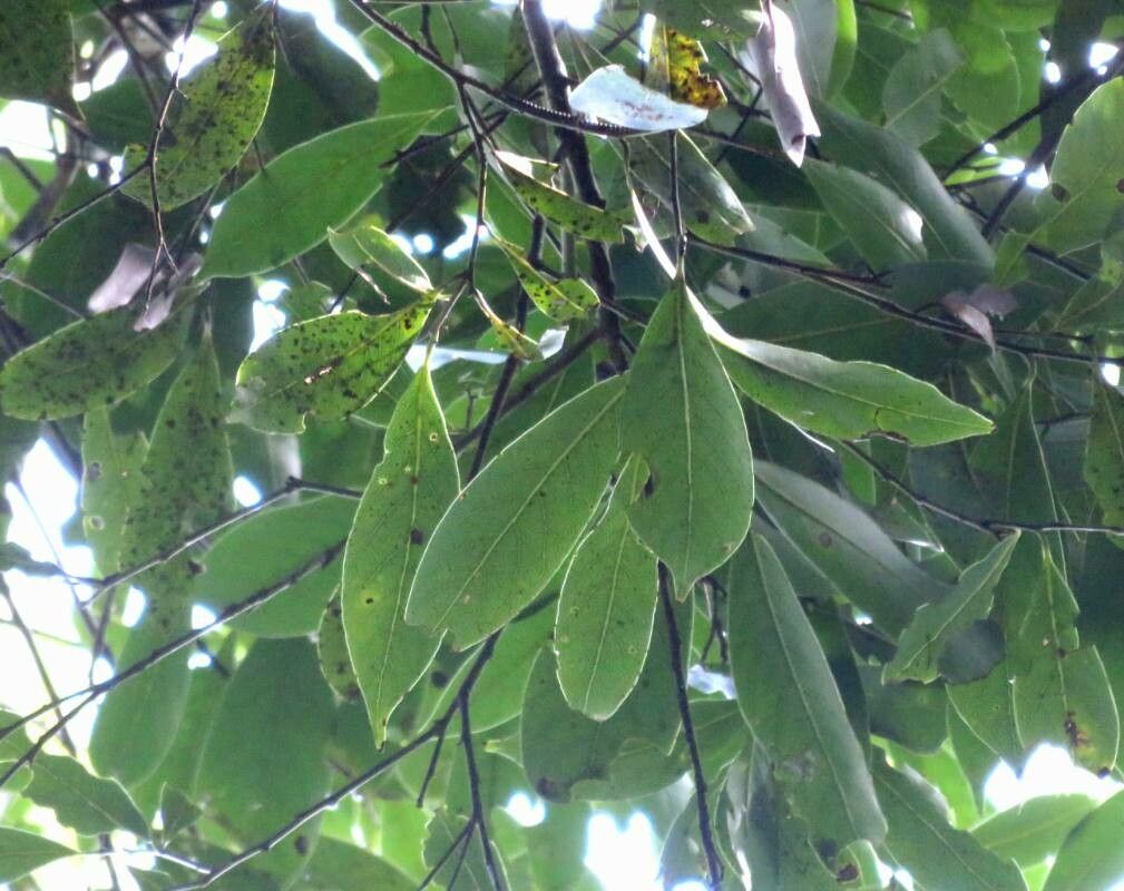 Nectandra lanceolata — search result for 'Nectandra'