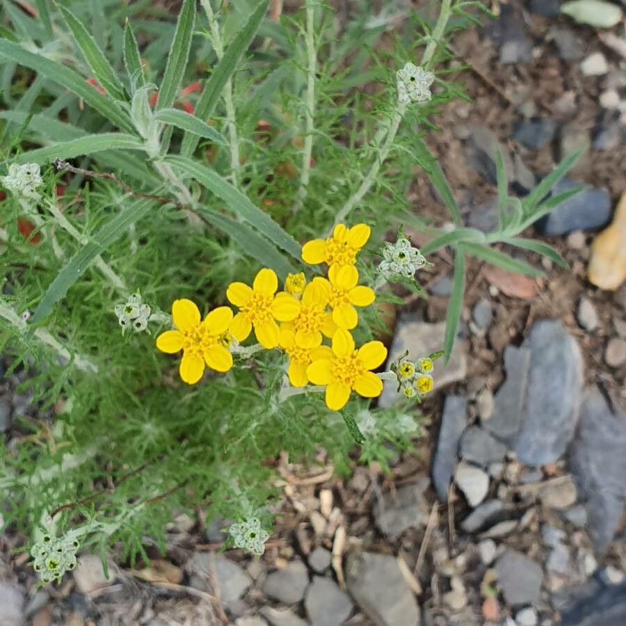 Eriophyllum stoechadifolium flower