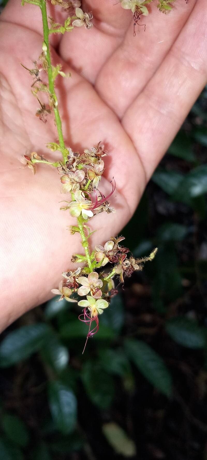 Hirtella tentaculata flower