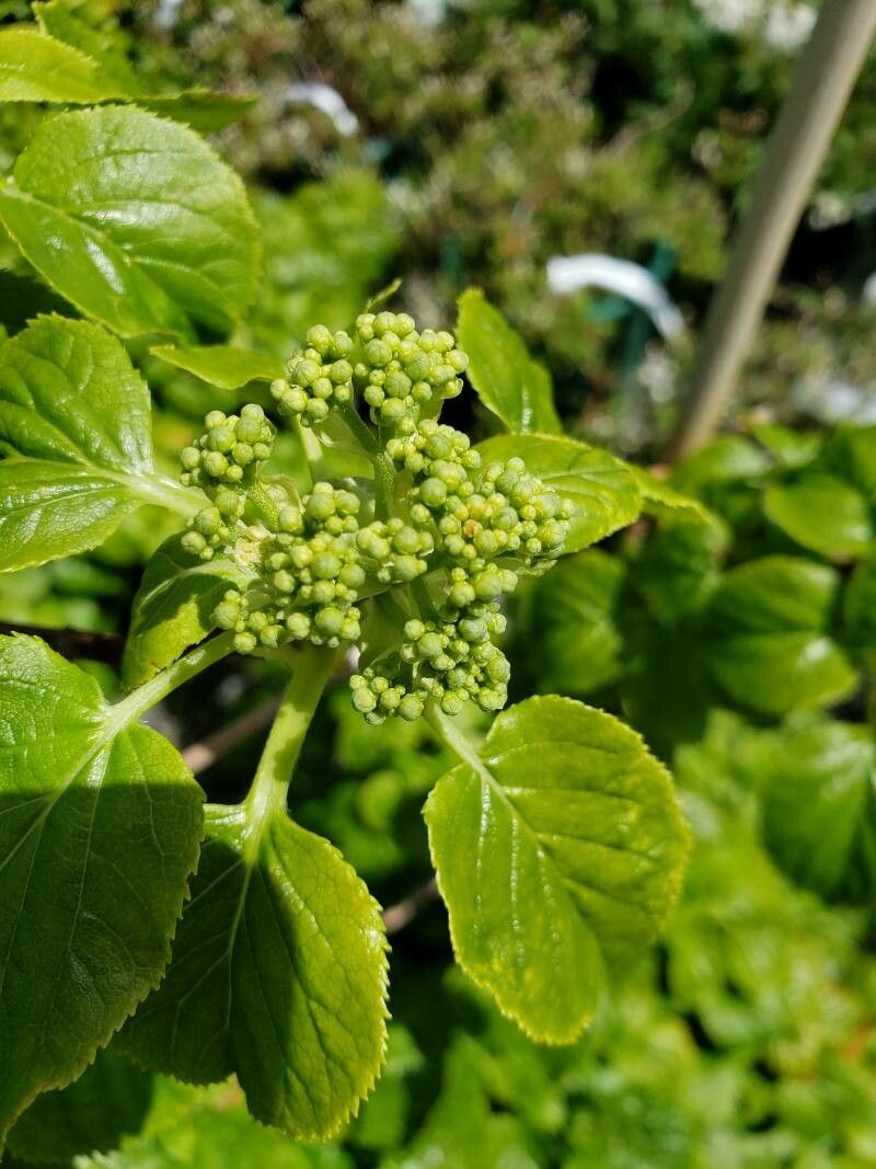 Hydrangea anomala flower