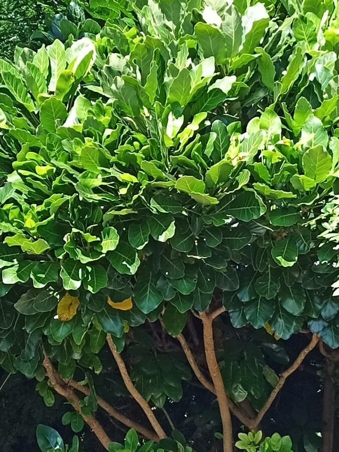 Meryta sinclairii habit