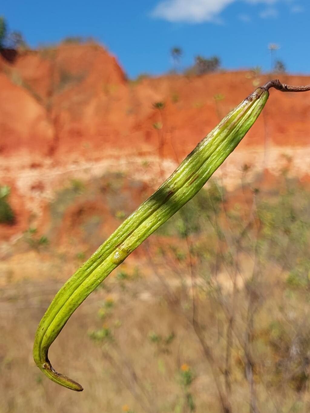 Stereospermum undatum fruit